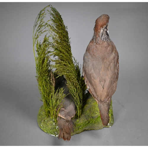 1238 - Taxidermy - A brace of French Partridges, the hen sitting in heather nest with eggs, 35 cm high