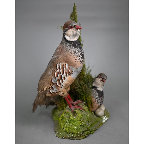 1238 - Taxidermy - A brace of French Partridges, the hen sitting in heather nest with eggs, 35 cm high