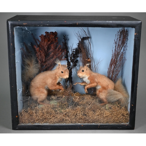 1240 - Taxidermy - Two red squirrels in front glazed case with naturalistic setting