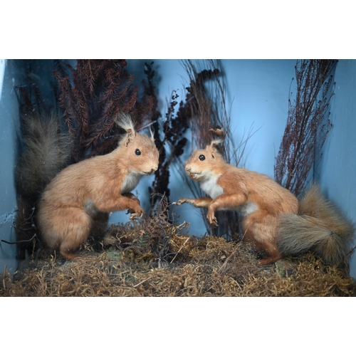 1240 - Taxidermy - Two red squirrels in front glazed case with naturalistic setting