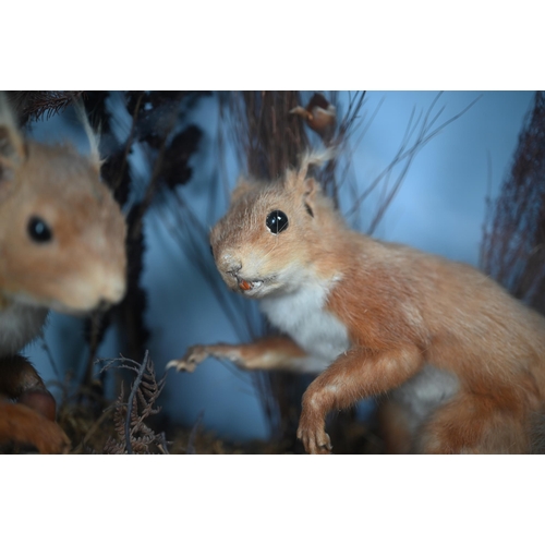 1240 - Taxidermy - Two red squirrels in front glazed case with naturalistic setting