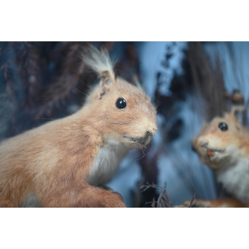 1240 - Taxidermy - Two red squirrels in front glazed case with naturalistic setting