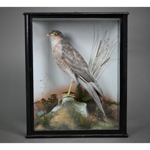 1241 - Taxidermy - A sparrow-hawk perched on a rock amongst bracken and grass, in case glazed on three side... 