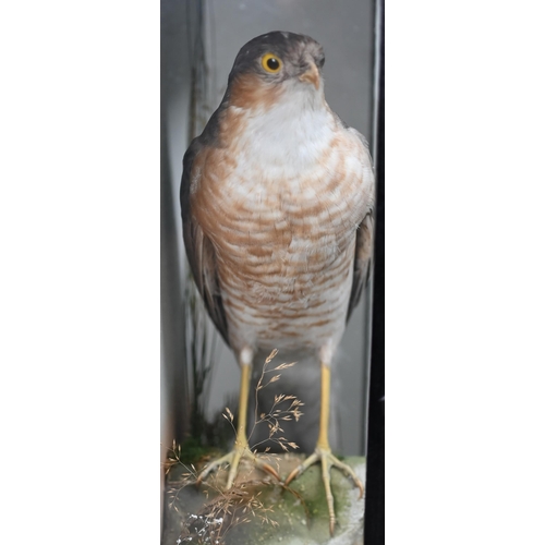 1241 - Taxidermy - A sparrow-hawk perched on a rock amongst bracken and grass, in case glazed on three side... 