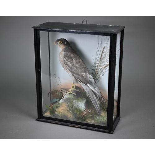 1241 - Taxidermy - A sparrow-hawk perched on a rock amongst bracken and grass, in case glazed on three side... 