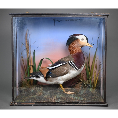 1242 - Taxidermy - A Mandarin duck, half-glazed with water reeds