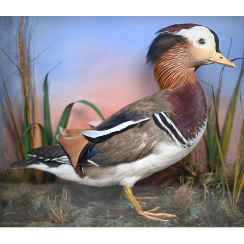 1242 - Taxidermy - A Mandarin duck, half-glazed with water reeds