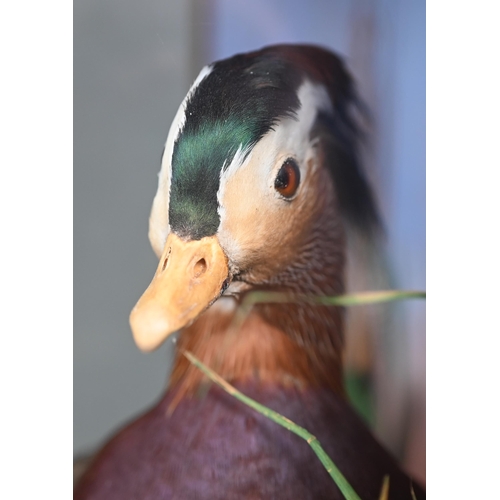 1242 - Taxidermy - A Mandarin duck, half-glazed with water reeds