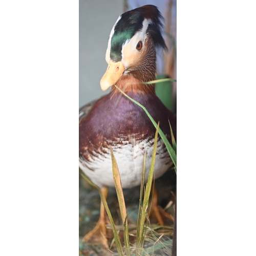 1242 - Taxidermy - A Mandarin duck, half-glazed with water reeds