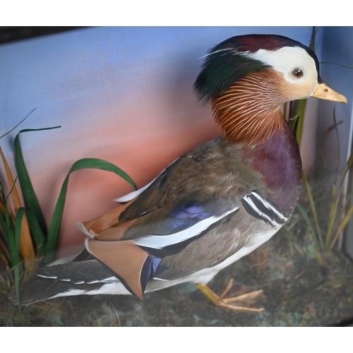 1242 - Taxidermy - A Mandarin duck, half-glazed with water reeds