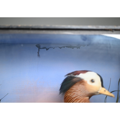 1242 - Taxidermy - A Mandarin duck, half-glazed with water reeds