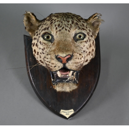 1243 - Taxidermy - A leopard's head trophy on wooden shield with plaque inscribed 'Girwan Banda 1925'