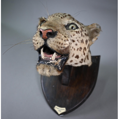 1243 - Taxidermy - A leopard's head trophy on wooden shield with plaque inscribed 'Girwan Banda 1925'