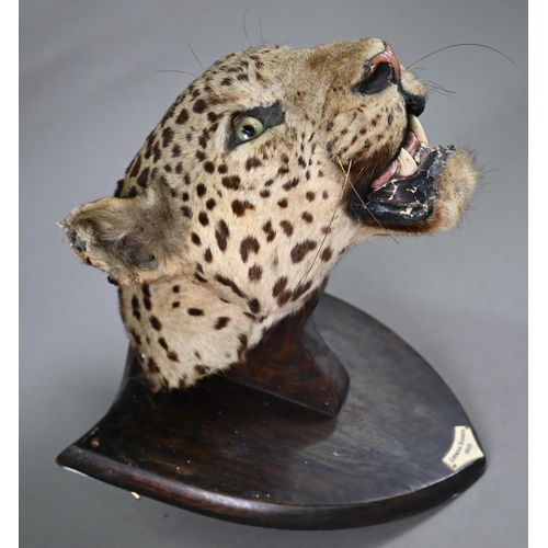 1243 - Taxidermy - A leopard's head trophy on wooden shield with plaque inscribed 'Girwan Banda 1925'