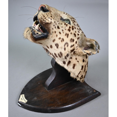 1243 - Taxidermy - A leopard's head trophy on wooden shield with plaque inscribed 'Girwan Banda 1925'