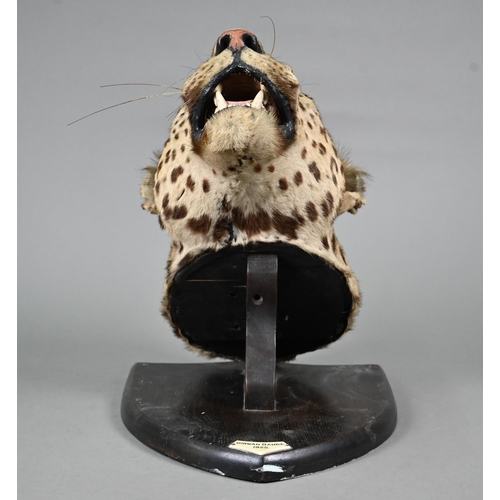 1243 - Taxidermy - A leopard's head trophy on wooden shield with plaque inscribed 'Girwan Banda 1925'