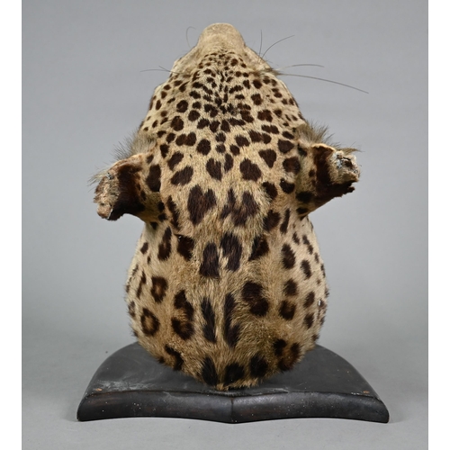 1243 - Taxidermy - A leopard's head trophy on wooden shield with plaque inscribed 'Girwan Banda 1925'