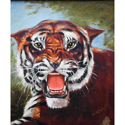 772 - H M Smith - Study of a snarling tiger, oil on board, signed lower right, 28 x 25 cm