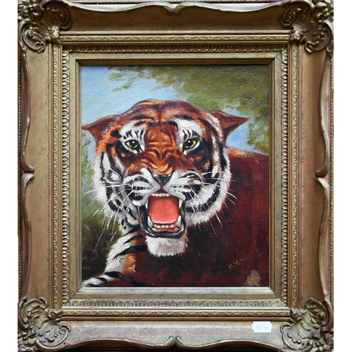 772 - H M Smith - Study of a snarling tiger, oil on board, signed lower right, 28 x 25 cm