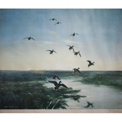 775 - After Peter Scott (1809-1989) - Ducks landing over wetlands, print, pencil signed to lower right mar... 