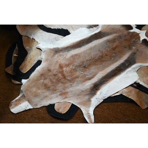 1231 - A quantity of gazelle skins, some tanned and traditionally backed/lined, some in the raw, sizes from... 