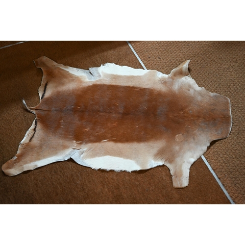 1231 - A quantity of gazelle skins, some tanned and traditionally backed/lined, some in the raw, sizes from... 