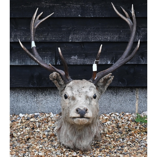 485 - Taxidermy - A vintage red deer head with twelve points