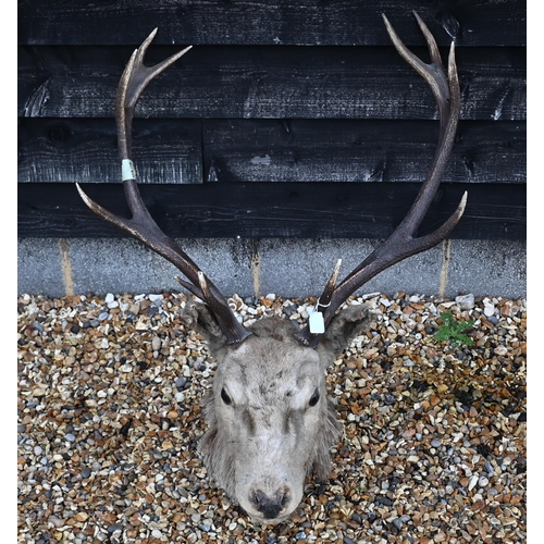 485 - Taxidermy - A vintage red deer head with twelve points