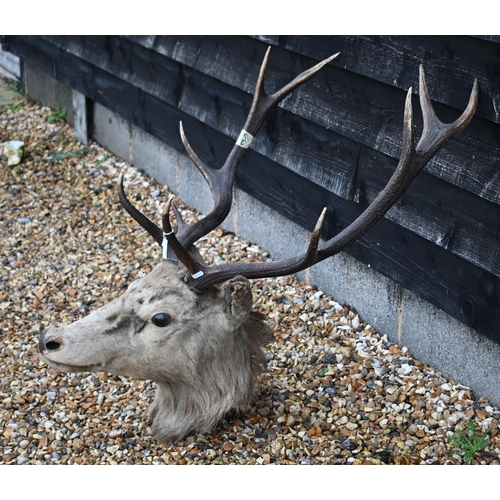 485 - Taxidermy - A vintage red deer head with twelve points