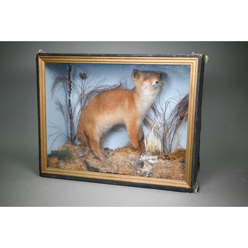 449 - Taxidermy - A fox-cub, in naturalistic setting and glazed-front case to/w a brace of French Partridg... 