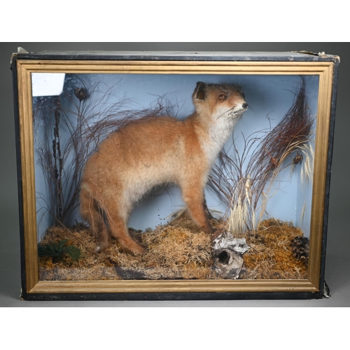 449 - Taxidermy - A fox-cub, in naturalistic setting and glazed-front case to/w a brace of French Partridg... 