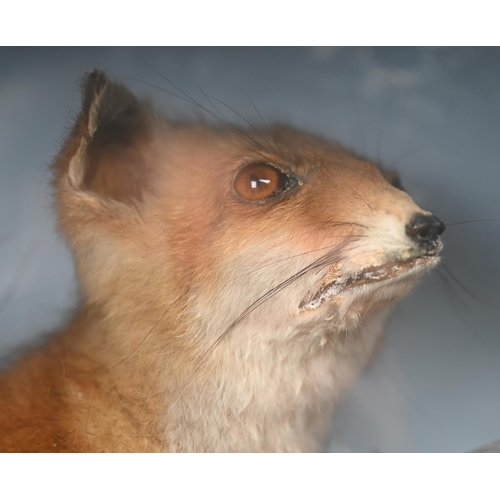 449 - Taxidermy - A fox-cub, in naturalistic setting and glazed-front case to/w a brace of French Partridg... 