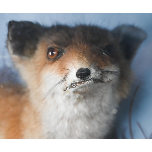 449 - Taxidermy - A fox-cub, in naturalistic setting and glazed-front case to/w a brace of French Partridg... 