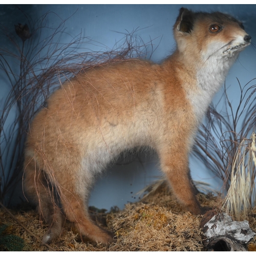 449 - Taxidermy - A fox-cub, in naturalistic setting and glazed-front case to/w a brace of French Partridg... 