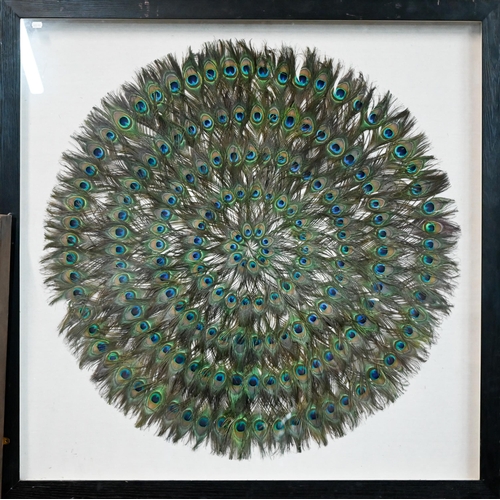 143 - Wall art - a circular fanned arrangement of brightly coloured peacock feathers, mounted, framed and ... 