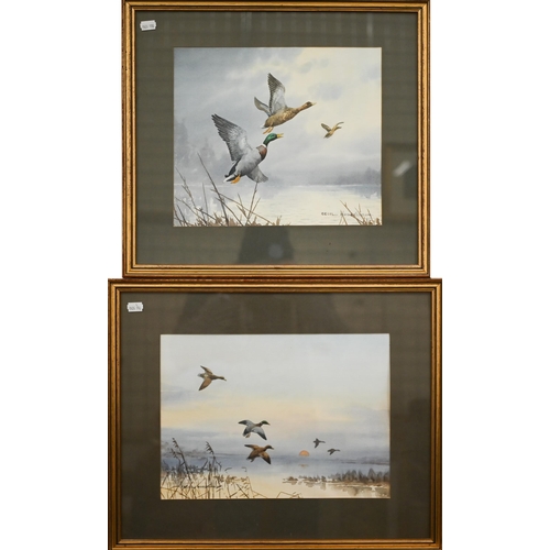 343 - Two watercolours by Cecil Hodgkinson - 'At Sunrise, Mallard alighting', and 'Startled Mallard', 27.5... 