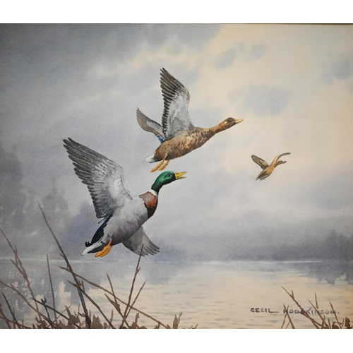 343 - Two watercolours by Cecil Hodgkinson - 'At Sunrise, Mallard alighting', and 'Startled Mallard', 27.5... 