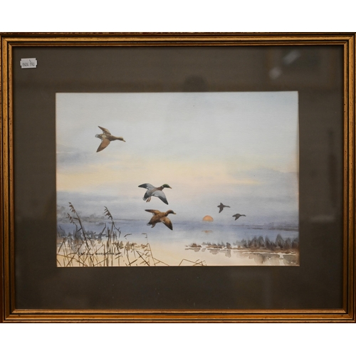 343 - Two watercolours by Cecil Hodgkinson - 'At Sunrise, Mallard alighting', and 'Startled Mallard', 27.5... 