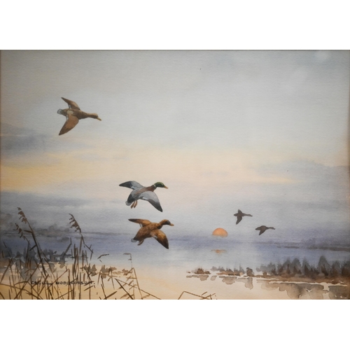 343 - Two watercolours by Cecil Hodgkinson - 'At Sunrise, Mallard alighting', and 'Startled Mallard', 27.5... 