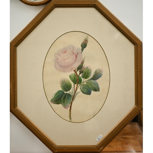 344 - A pair of watercolour botanical studies of roses and tulips, signed S A Martin, 29 x 22 cm to/w two ... 