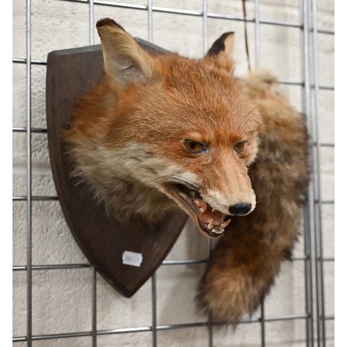 464 - Taxidermy - Fox's head with brush, mounted on oval plaque