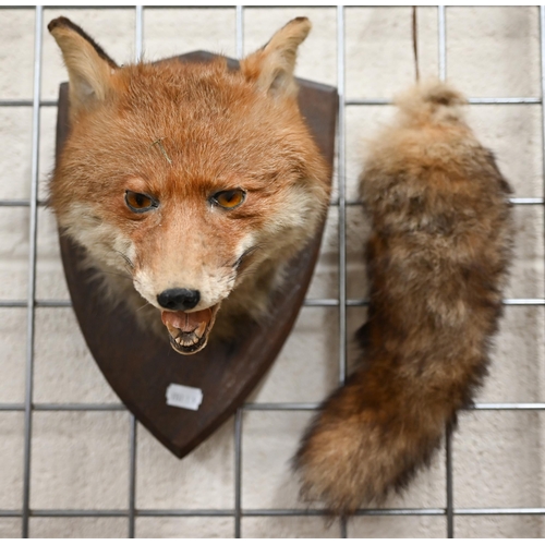 464 - Taxidermy - Fox's head with brush, mounted on oval plaque