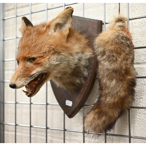 464 - Taxidermy - Fox's head with brush, mounted on oval plaque