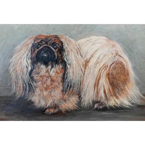 334 - LHW? - A study of a Pekinese dog, oil on canvas laid on board, signed with initials lower right, 40 ... 