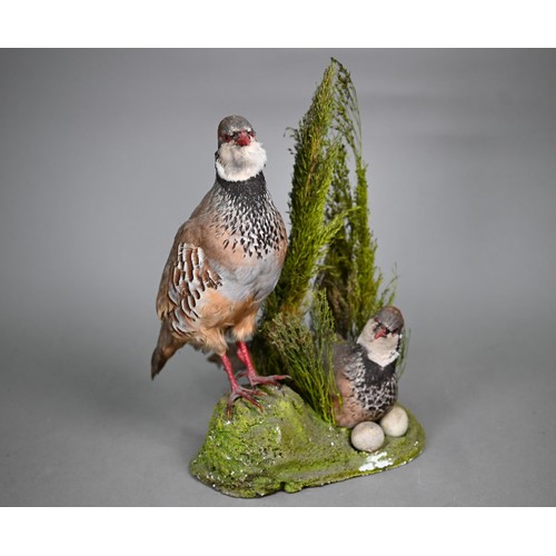 449 - Taxidermy - A fox-cub, in naturalistic setting and glazed-front case to/w a brace of French Partridg... 