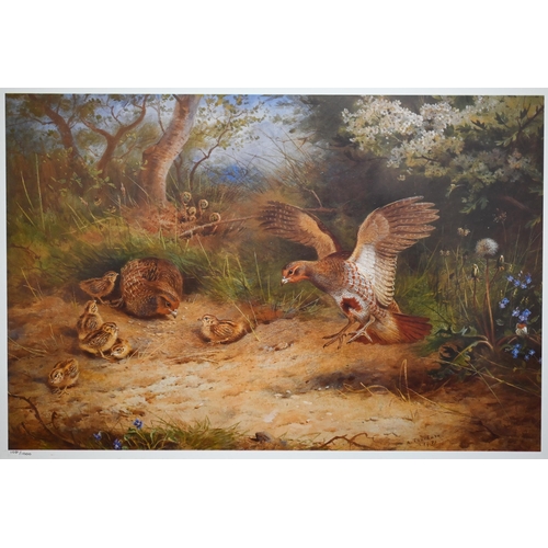 708 - After Archibald Thorburn - Three modern limited edition prints of game birds, 28 x 38 cm, 19.5 x 28 ... 