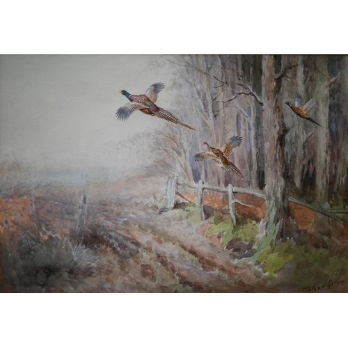 709 - Roland Green (1890/96-1972) - Study of pheasants flying, watercolour, signed lower right, 28 x 41 cm... 