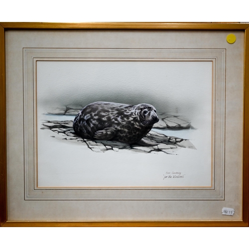 711 - Don Cordery - 'For the Wisdom's', two watercolour studies - seal pup on flat rocks, signed and inscr... 