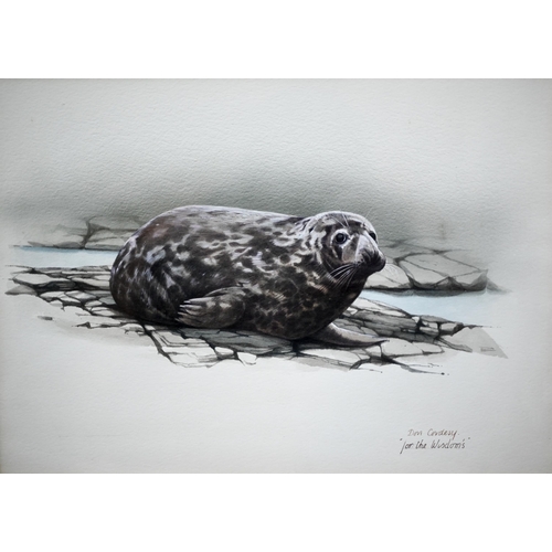 711 - Don Cordery - 'For the Wisdom's', two watercolour studies - seal pup on flat rocks, signed and inscr... 