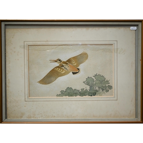 712 - Keith Henderson (1883-1982) - 'Woodcock in flight', watercolour, 20 x 32 cmFaded and discolouredARR ... 